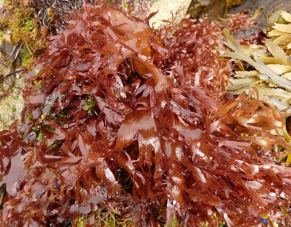 Dulse (Palmaria palmata) used as human food